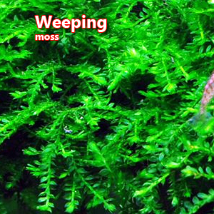 Weeping moss